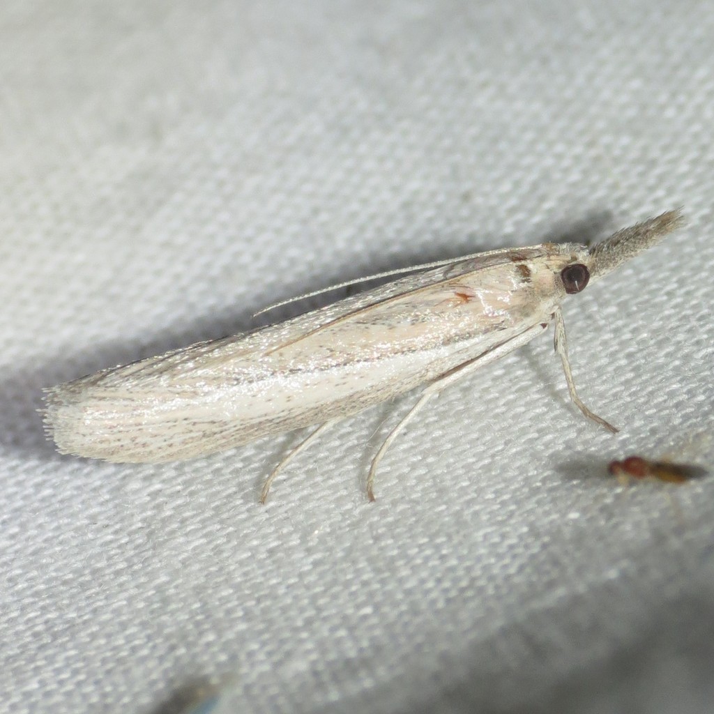 Arivaca pimella
