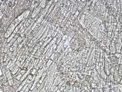 Cortinarius saturninus