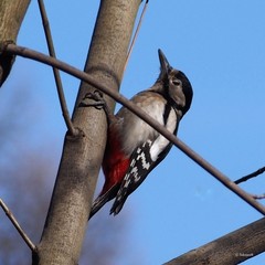 Dendrocopos major