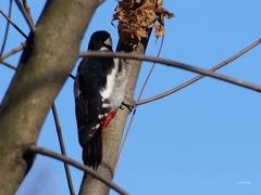 Dendrocopos major