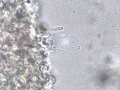 Cortinarius saturninus