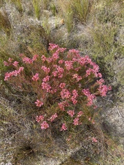 Serruria meisneriana