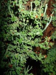 Cladonia polydactyla