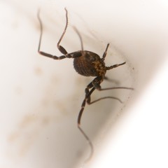 Dalquestia rothorum