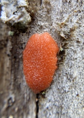 Dictydiaethalium plumbeum