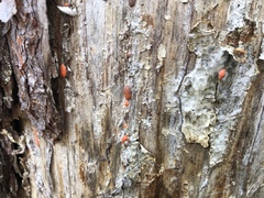 Dictydiaethalium plumbeum