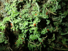 Cladonia polydactyla