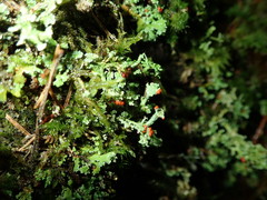 Cladonia polydactyla