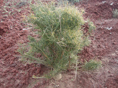 Reseda scoparia