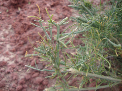 Reseda scoparia