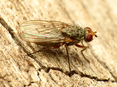 Coenosiinae