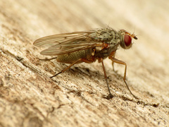 Coenosiinae