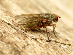 Coenosiinae