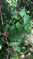 Malvaviscus arboreus