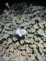 Datura innoxia