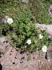 Potentilla alchimilloides