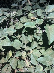 Datura innoxia