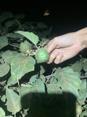 Datura innoxia