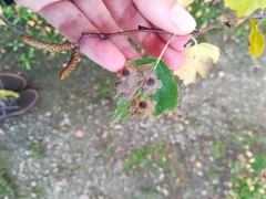 Dermateaceae