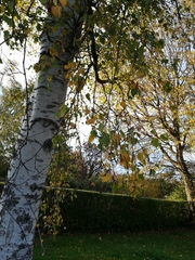 Dermateaceae