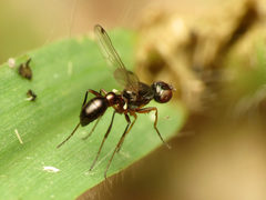 Sepsis neocynipsea
