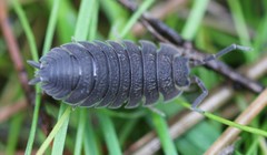 Porcellio scaber