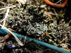 Cladonia subradiata