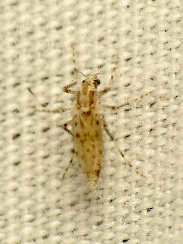 Chaoborus punctipennis