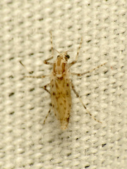 Chaoborus punctipennis