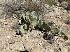 Opuntia dulcis