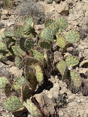 Opuntia dulcis