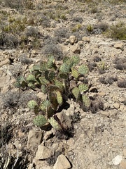 Opuntia dulcis
