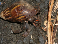 Coenobita cavipes