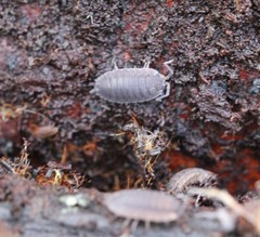 Porcellio scaber