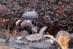 Porcellio scaber