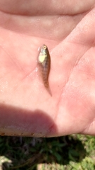 Austrolebias bellottii