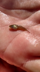 Austrolebias bellottii