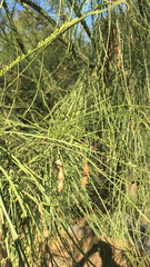 Parkinsonia aculeata