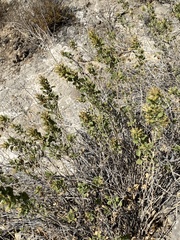 Brickellia laciniata