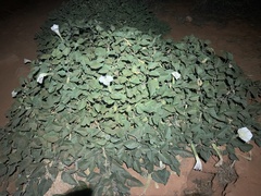 Datura innoxia