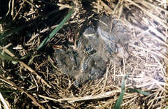 Emberiza citrinella