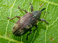Bradybatus kellneri