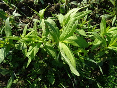 Lysimachia thyrsiflora