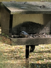 Sitta canadensis