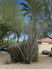 Fouquieria splendens