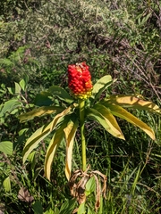 Arisaema tortuosum