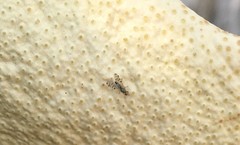 Campiglossa sororcula