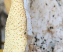 Campiglossa sororcula