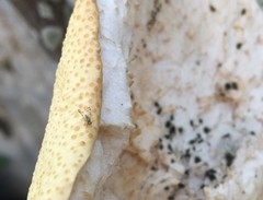 Campiglossa sororcula