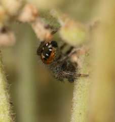 Phidippus johnsoni